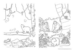 O Ursinho Polar desenho para colorir 11 e 12
